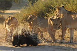 U pustinji kalahari, pussy ispaljena stadom lavova